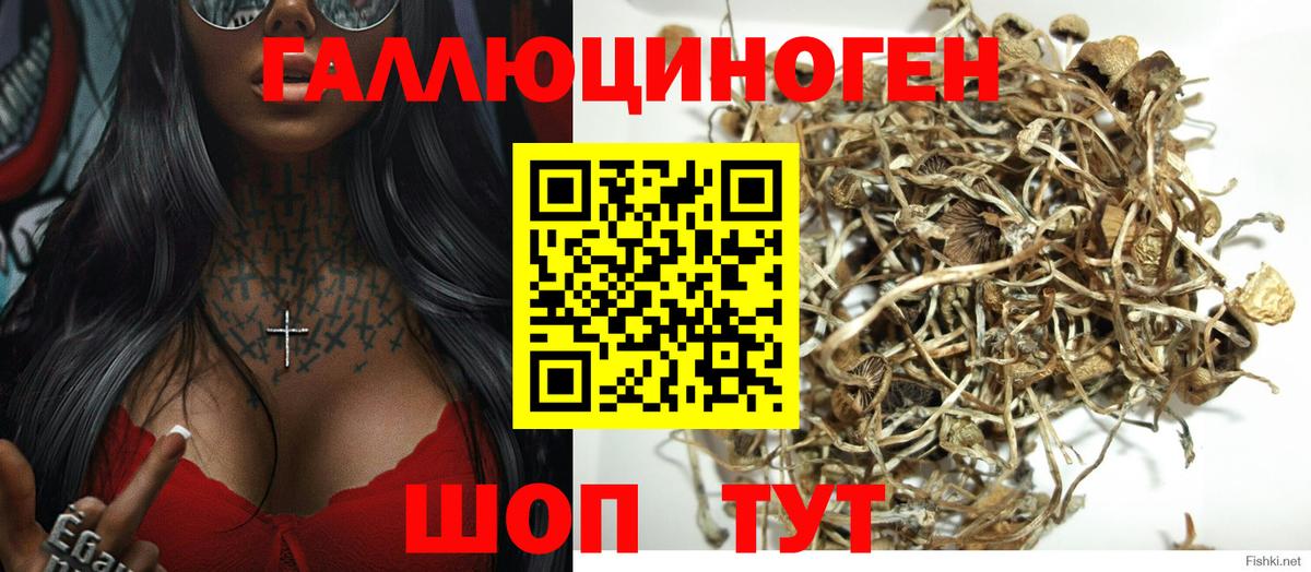 Псилоцибиновые грибы Cubensis Свободный